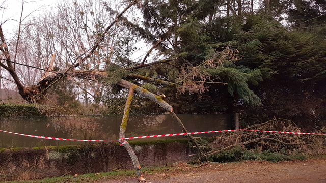 217 arbre