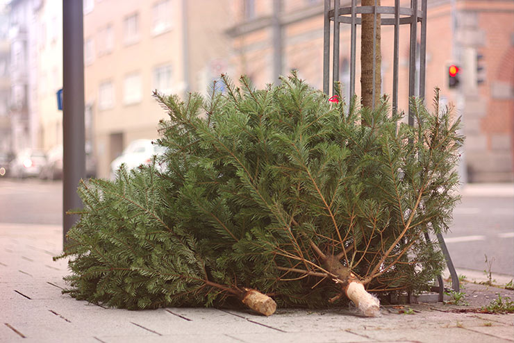 2212 collecte sapins de noel cab
